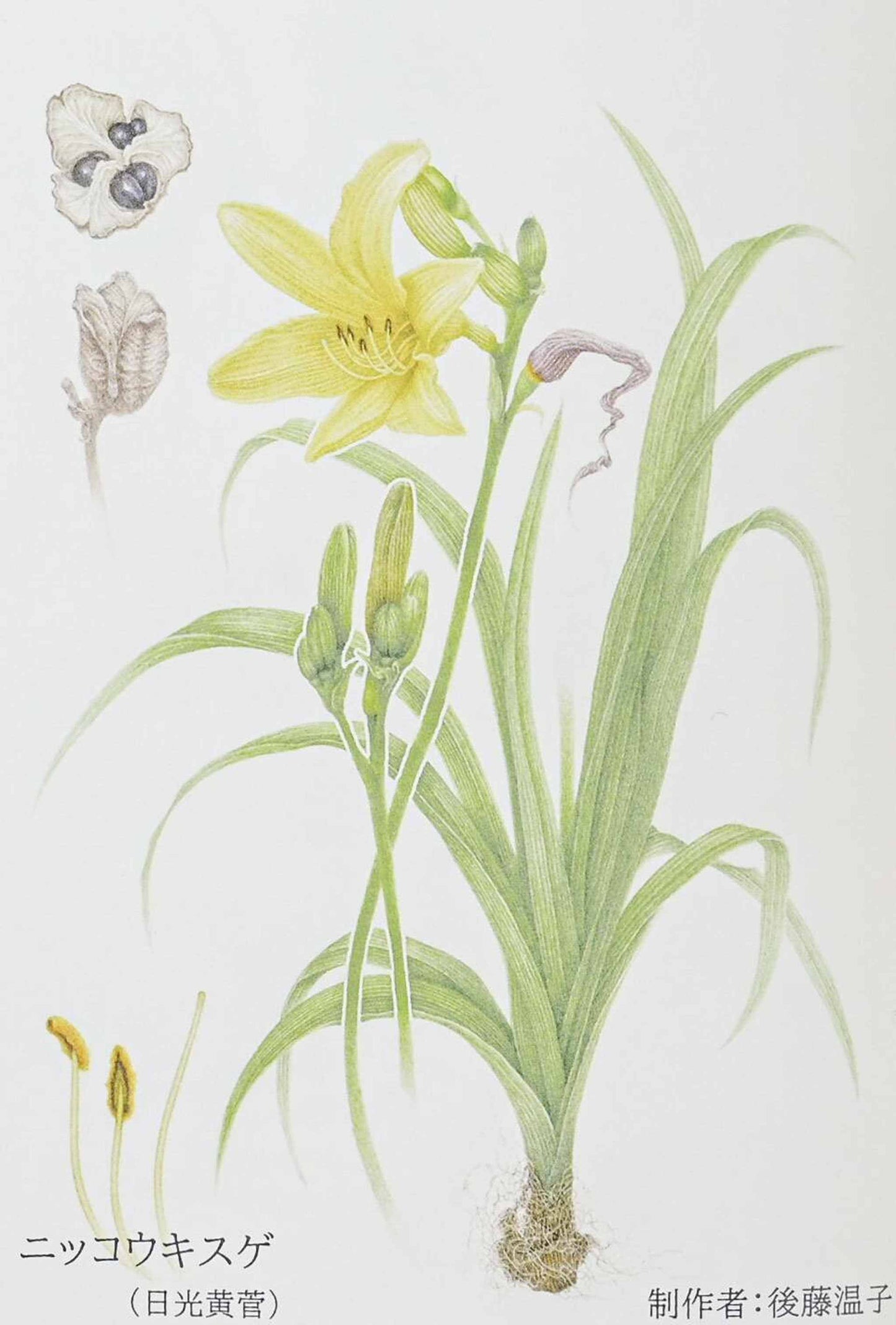 Delicate hand-painted daisy on a 6-inch white Mino ware botanical porcelain plate.