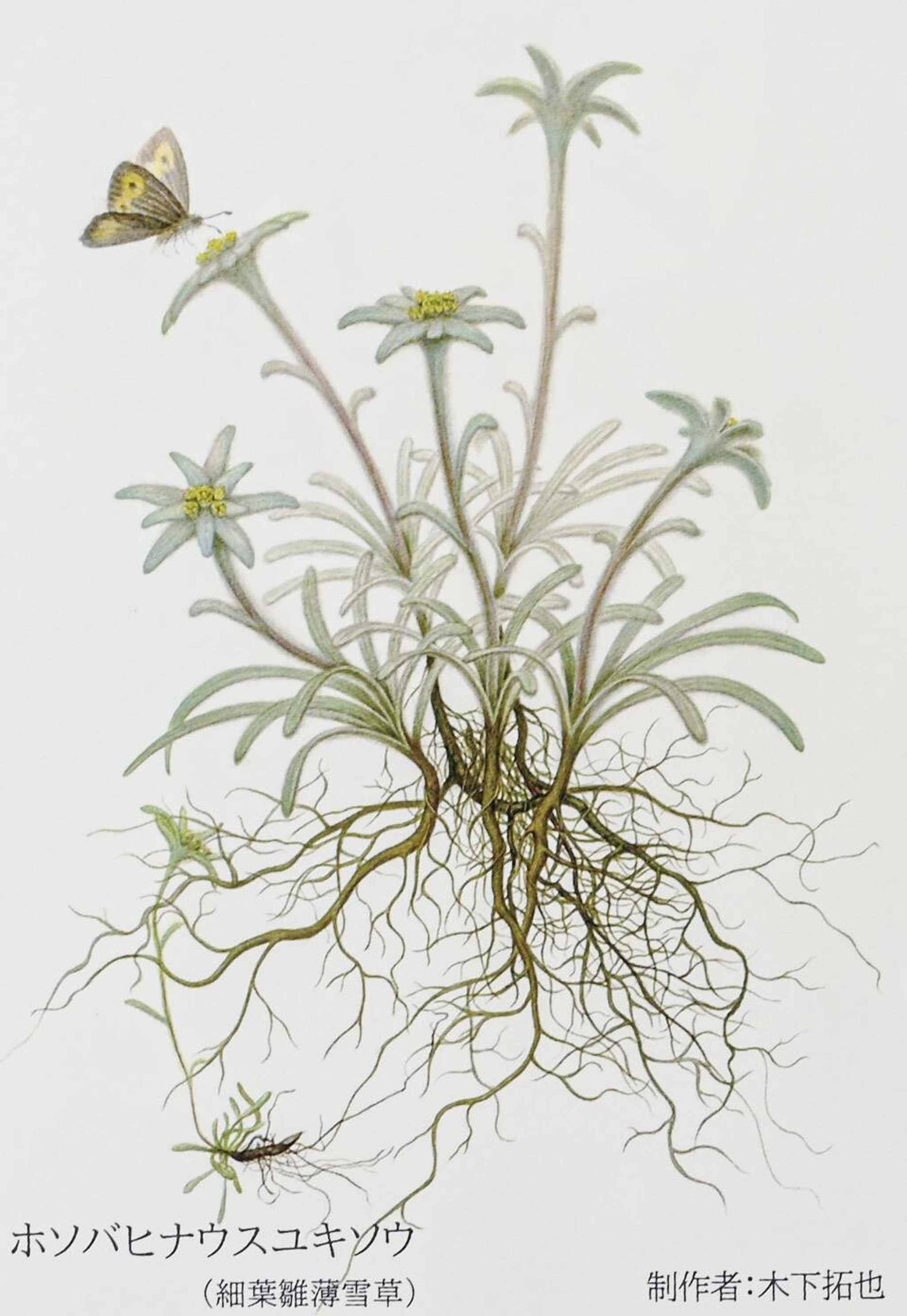 A delicate, hand-painted daisy on a white background, with a small, delicate butterfly perched on the flower's center.