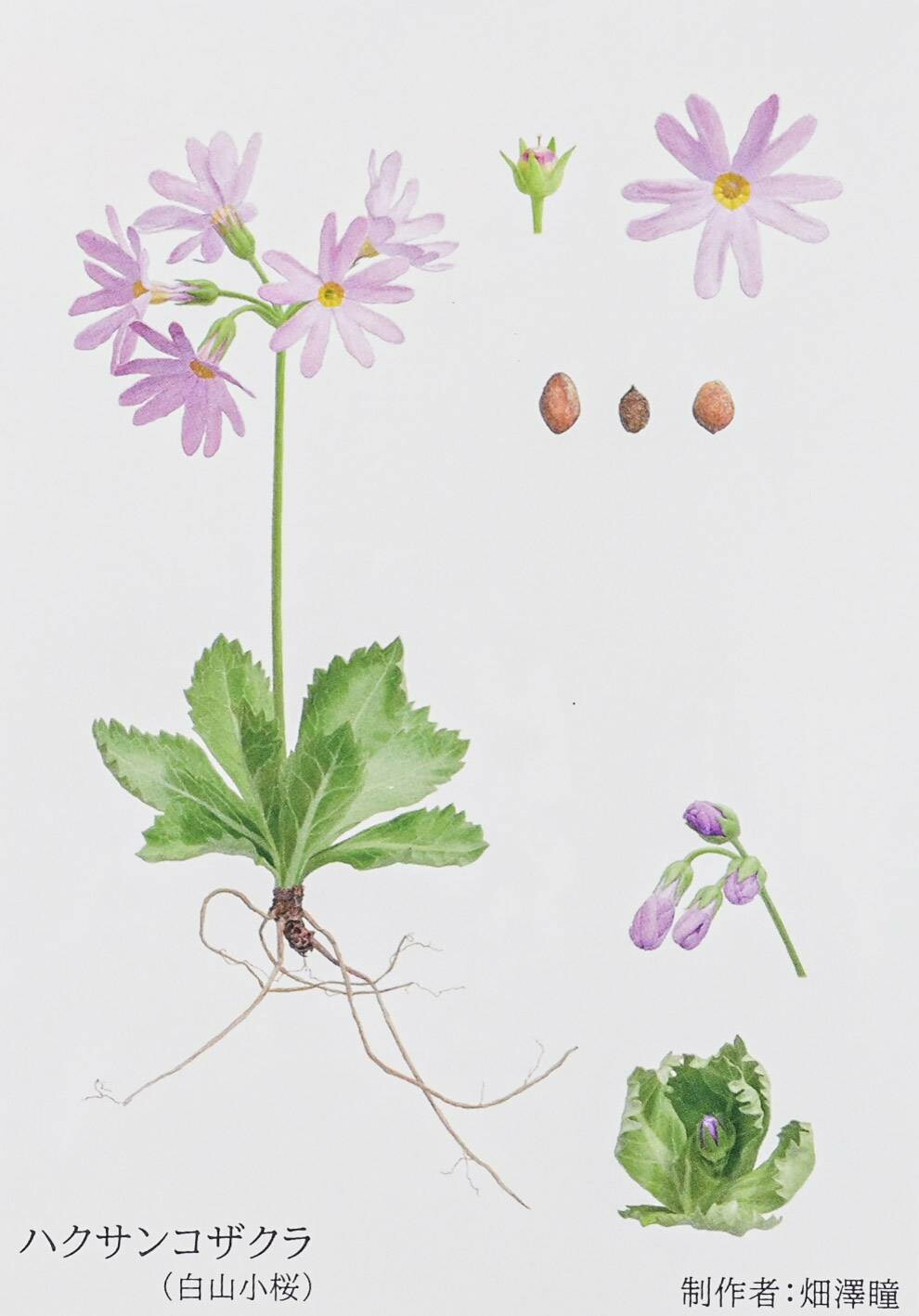 A delicate, hand-painted daisy on a white, fine-ware, Mino-style, porcelain plate.